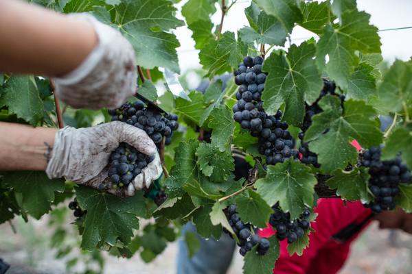 4 Week Wine Course:  The A to Z of Grapes