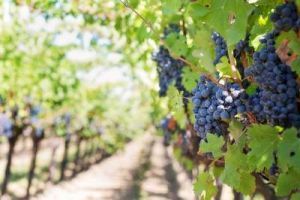 Rob's eclectic assortment of wines