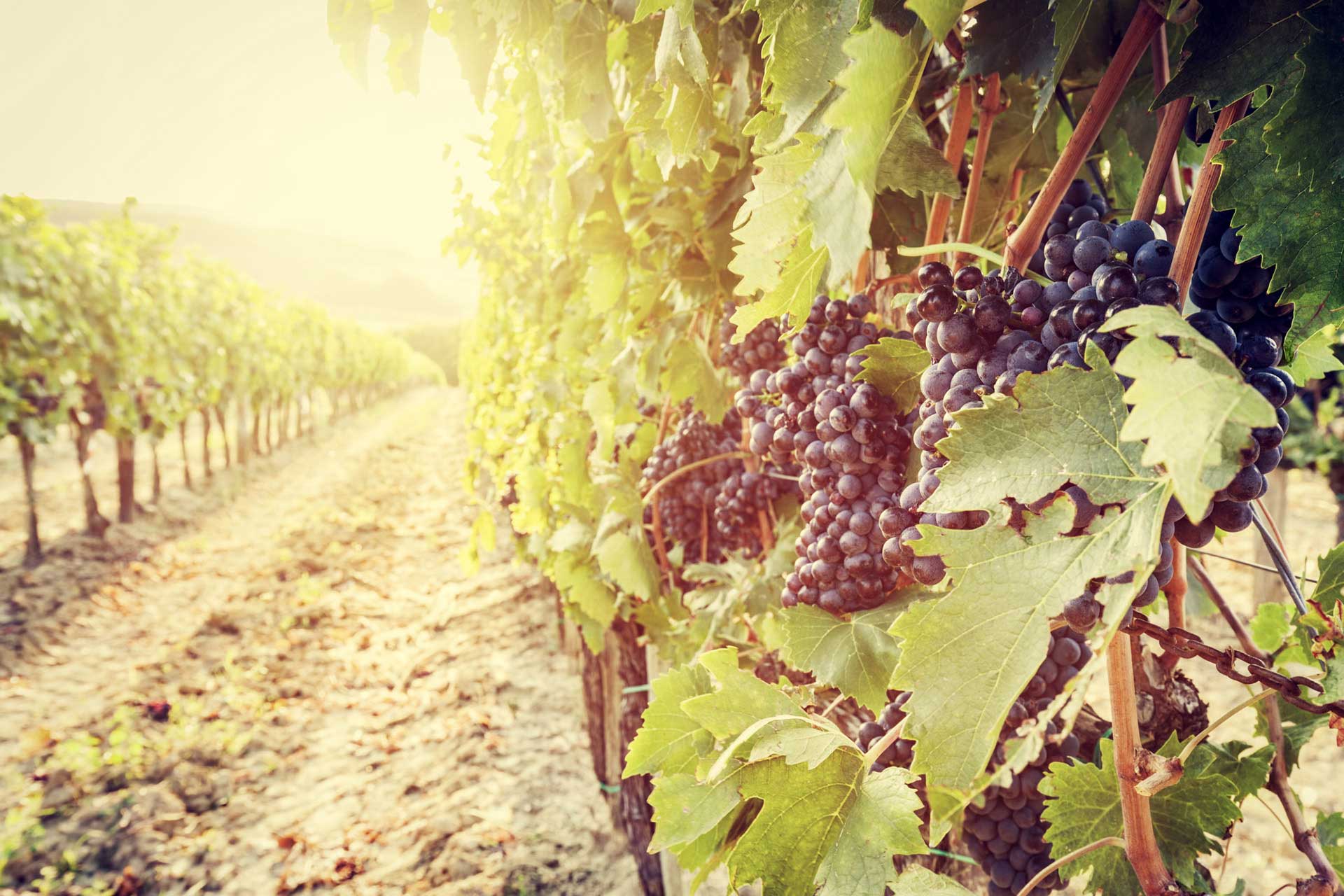 Depositphotos_99899506_l-2015-black-grapes-vineyard