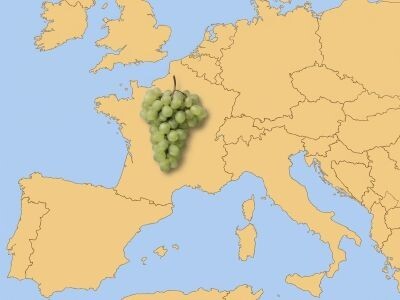 World of Wine (Europe) - Four Week Package   