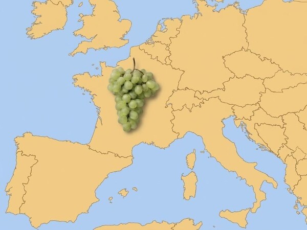 World of Wine (Europe) - Four Week Package   