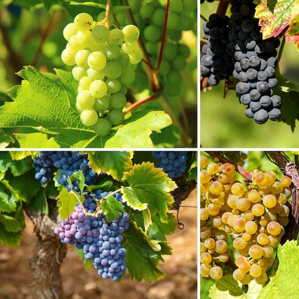 8 Week Course - “The World of Wine Grapes”                
