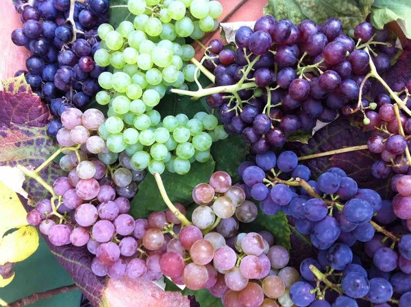  8-Week World of Wine Course by Grape Variety   