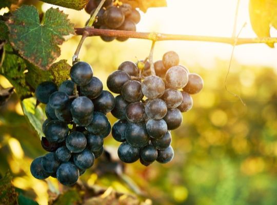 black-grapes-on-vine