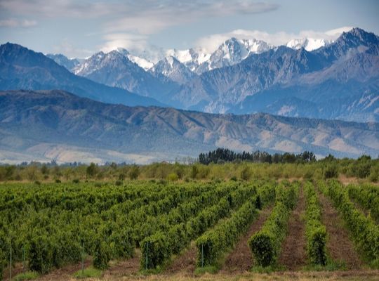 Saturday Intro to Wine & Lunch: Explore the Americas