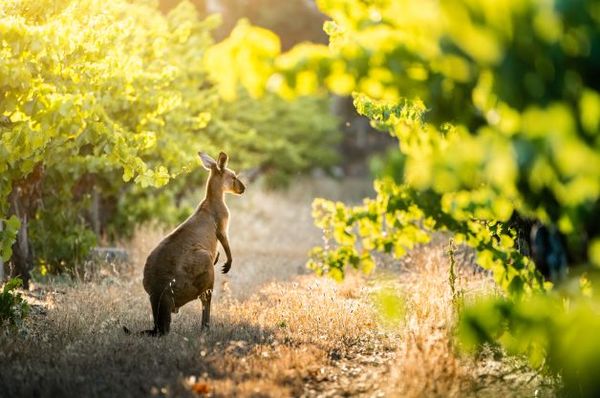 World of Wine: Explore Australia and New Zealand!