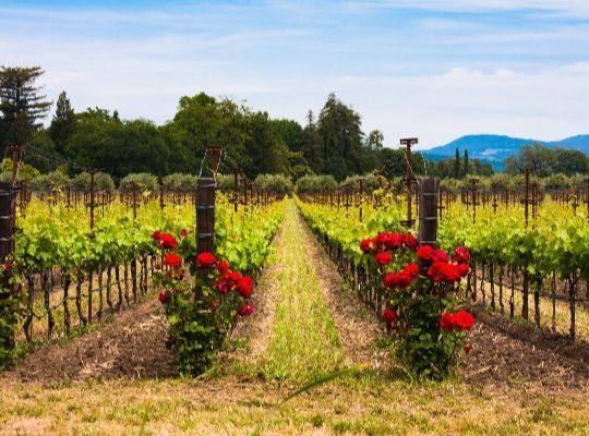 America, Chile and Argentina Tasting