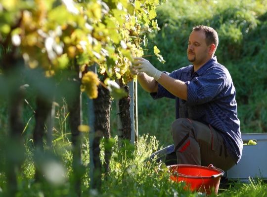 Natural Wine - Orange is the new White