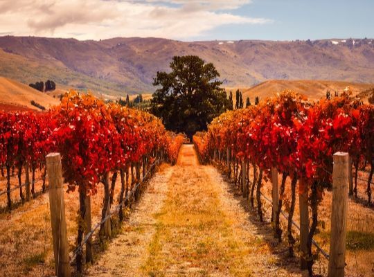 'World of Wine' Australia and New Zealand