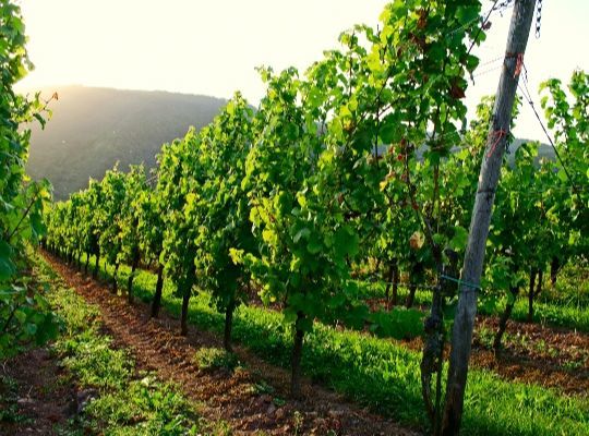 Cool Climate Wines 