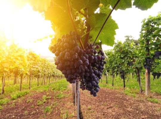 Saturday Introduction to Wine from the New World with Lunch