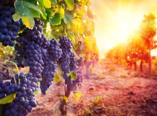 World of Wine Grapes