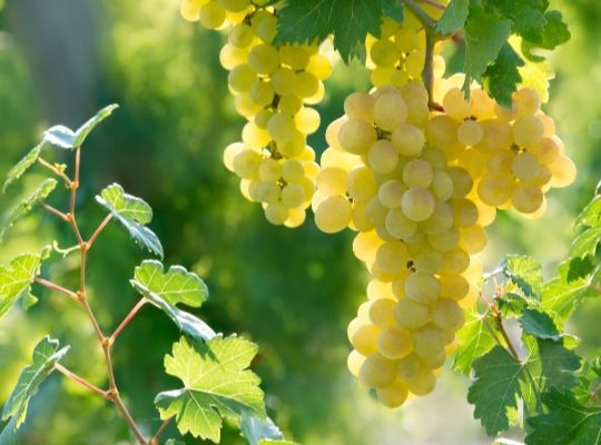 White Wines of The World 