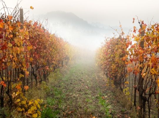 Wines of North West Italy