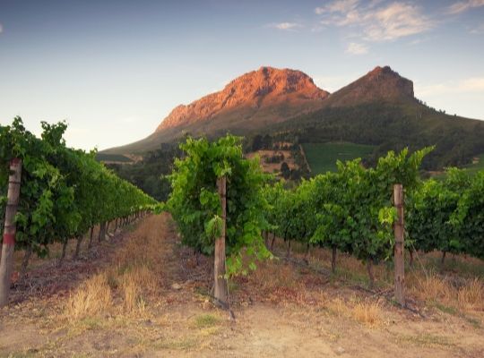 World of Wine Series: South Africa and North America