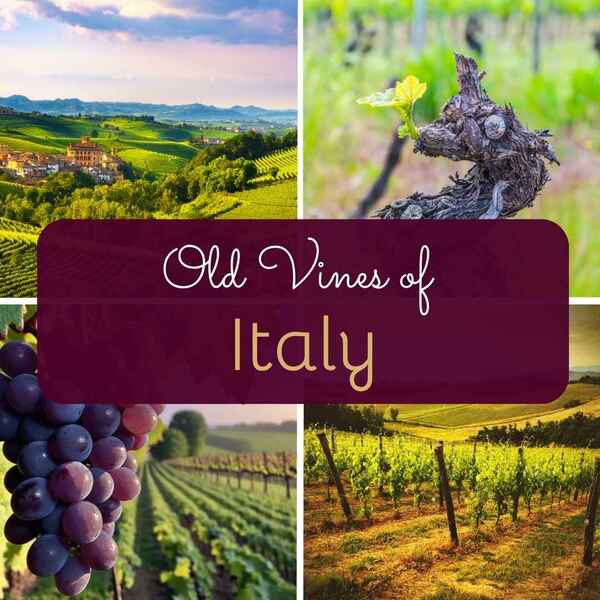 Old Vines of Italy