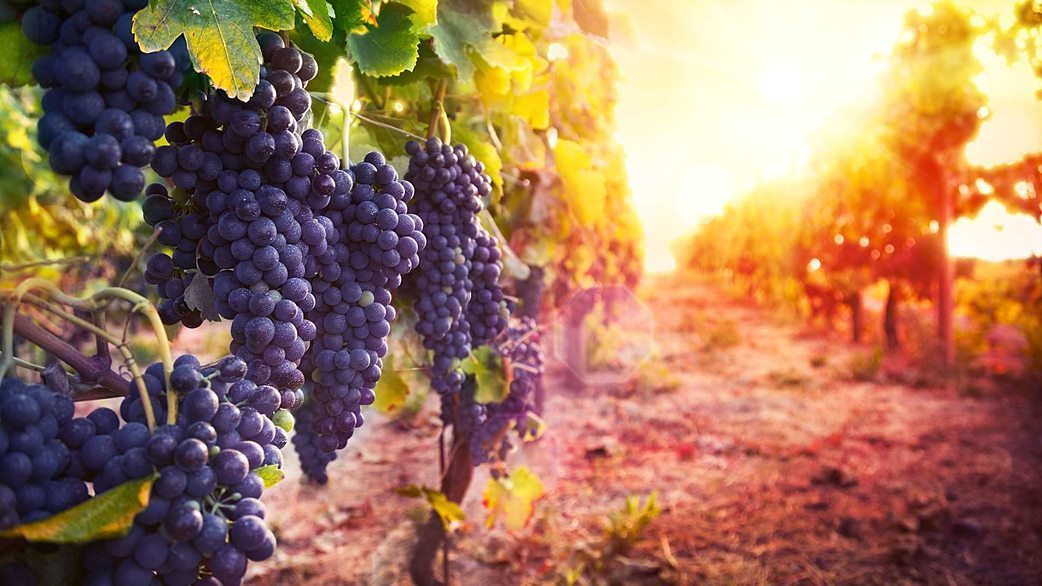 Planet of the Grapes - Elegant Reds