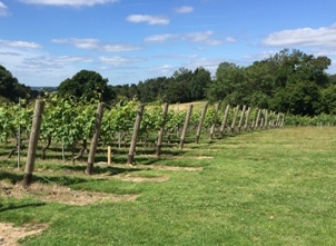 English Wine Week: Meet to Maker - Oxney Estate